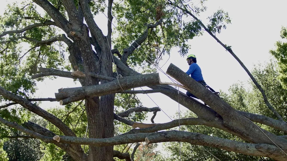 Professional Hazardous Tree Removal performed by certified arborists in Lehr