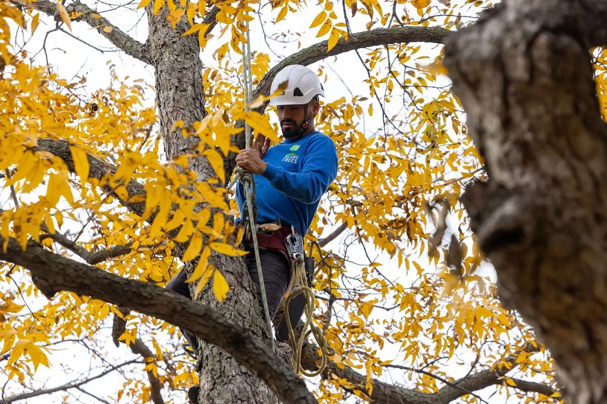 Skilled Emergency Tree Service crew working in Lehr
