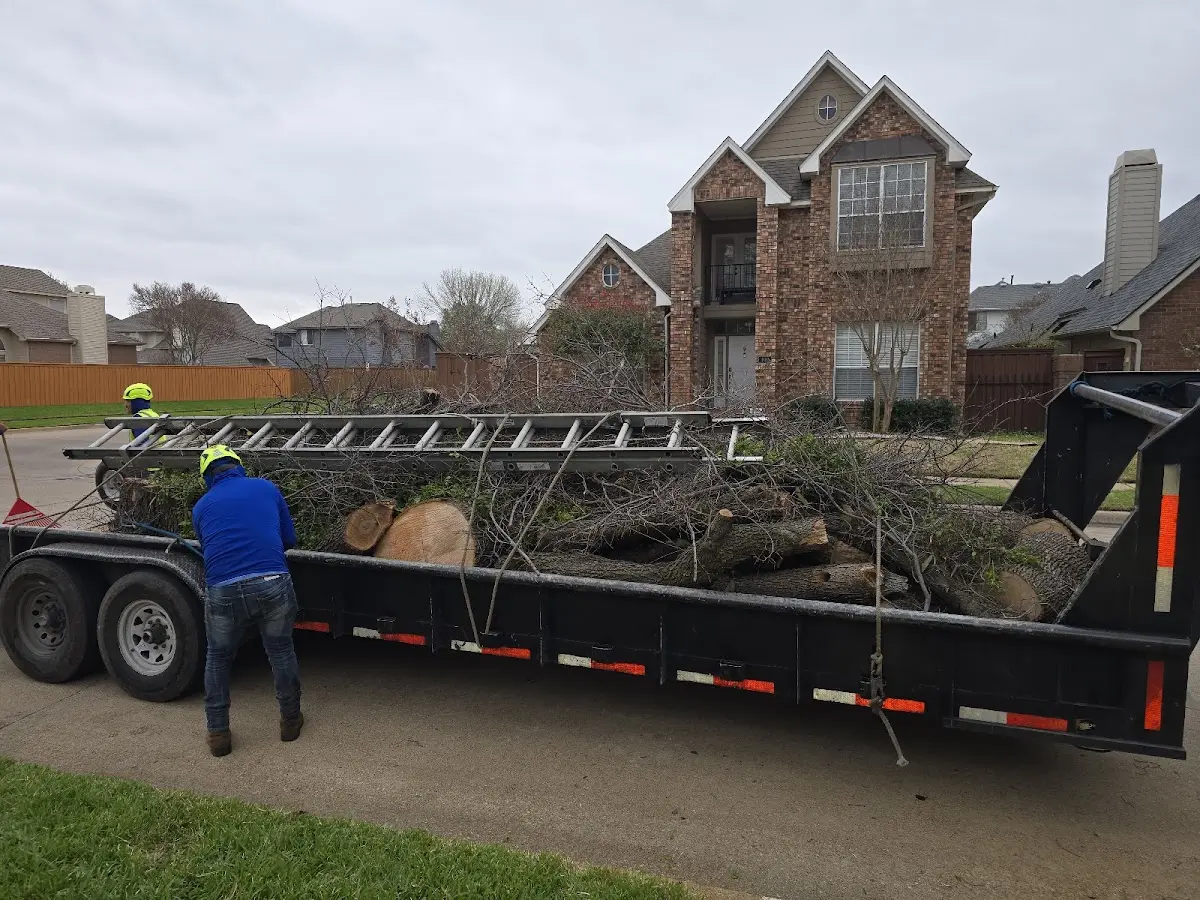 Expert Tree Removal with proper safety equipment in Lehr